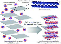 Graphical abstract: Sandwich organization of non-ionic surfactant liquid crystalline phases as induced by large inorganic K4Nb6O17 nanosheets