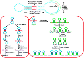 Graphical abstract: Target-protected dumbbell molecular probe mediated cascade rolling circle amplification strategy for the sensitive assay of DNA methyltransferase activity