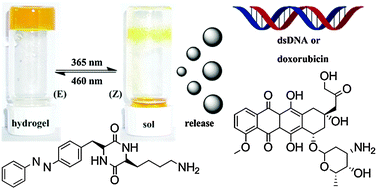 Graphical abstract: Photoresponsive self-healing supramolecular hydrogels for light-induced release of DNA and doxorubicin