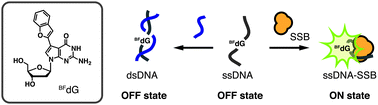 Graphical abstract: 7-(Benzofuran-2-yl)-7-deazadeoxyguanosine as a fluorescence turn-ON probe for single-strand DNA binding protein