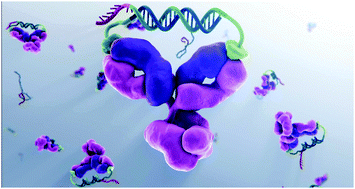 Graphical abstract: DNA-based control of protein activity