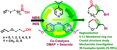 Graphical abstract: Organoselenium and DMAP co-catalysis: regioselective synthesis of medium-sized halolactones and bromooxepanes from unactivated alkenes