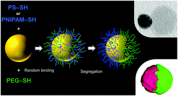 Graphical abstract: Janus gold nanoparticles obtained via spontaneous binary polymer shell segregation