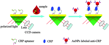 Graphical abstract: Detection of C-reactive protein using nanoparticle-enhanced surface plasmon resonance using an aptamer-antibody sandwich assay
