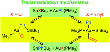 Graphical abstract: Dramatic mechanistic switch in Sn/AuI group exchanges: transmetalation vs. oxidative addition