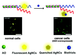 Graphical abstract: Coupling a DNA–ligand ensemble with Ag cluster formation for the label-free and ratiometric detection of intracellular biothiols