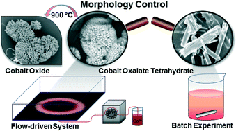 Graphical abstract: Flow-driven morphology control in the cobalt–oxalate system