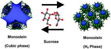 Graphical abstract: Structural insights into the cubic–hexagonal phase transition kinetics of monoolein modulated by sucrose solutions