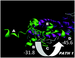 Graphical abstract: Activation helix orientation of the estrogen receptor is mediated by receptor dimerization: evidence from molecular dynamics simulations