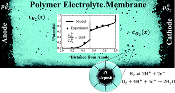 Graphical abstract: Modeling the local potential at Pt nanoparticles in polymer electrolyte membranes