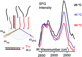 Graphical abstract: The thermal reorganization of DNA immobilized at the silica/buffer interface: a vibrational sum frequency generation investigation