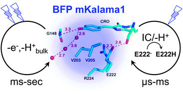 Graphical abstract: Hidden photoinduced reactivity of the blue fluorescent protein mKalama1