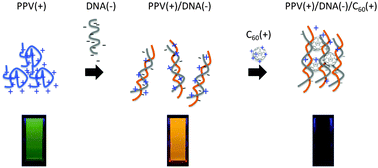 Graphical abstract: DNA-assisted photoinduced charge transfer between a cationic poly(phenylene vinylene) and a cationic fullerene