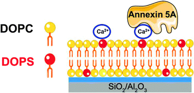 Graphical abstract: Fabrication of charged membranes by the solvent-assisted lipid bilayer (SALB) formation method on SiO2 and Al2O3