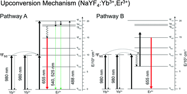 Graphical abstract: The preferred upconversion pathway for the red emission of lanthanide-doped upconverting nanoparticles, NaYF4:Yb3+,Er3+