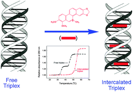 Graphical abstract: Exploring the comparative binding aspects of benzophenanthridine plant alkaloid chelerythrine with RNA triple and double helices: a spectroscopic and calorimetric approach