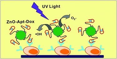 Graphical abstract: Synergistically enhanced photocatalytic and chemotherapeutic effects of aptamer-functionalized ZnO nanoparticles towards cancer cells