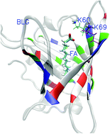 Graphical abstract: Factors affecting the interactions between beta-lactoglobulin and fatty acids as revealed in molecular dynamics simulations