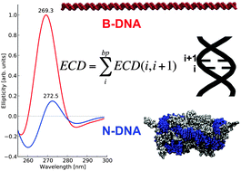Graphical abstract: Predicting near-UV electronic circular dichroism in nucleosomal DNA by means of DFT response theory
