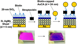 Graphical abstract: Colorimetric plasmon sensors with multilayered metallic nanoparticle sheets