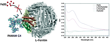 Graphical abstract: PAMAM G4 dendrimers as inhibitors of the iron storage properties of human L-chain ferritin
