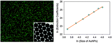 Graphical abstract: Experimental approach to the fundamental limit of the extinction coefficients of ultra-smooth and highly spherical gold nanoparticles
