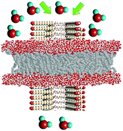 Graphical abstract: Theoretical design of the cyclic lipopeptide nanotube as a molecular channel in the lipid bilayer, molecular dynamics and quantum mechanics approach
