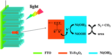 Graphical abstract: A Ni(OH)2-modified Ti-doped α-Fe2O3 photoanode for improved photoelectrochemical oxidation of urea: the role of Ni(OH)2 as a cocatalyst