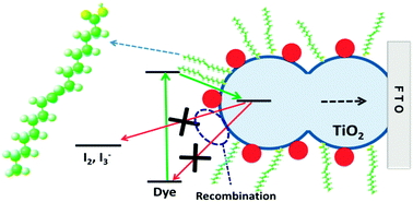 Graphical abstract: Enhanced performance of dye-sensitized solar cells with dual-function coadsorbent: reducing the surface concentration of dye–iodine complexes concomitant with attenuated charge recombination