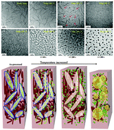 Graphical abstract: Temperature-dependent nanomorphology–performance relations in binary iridium complex blend films for organic light emitting diodes