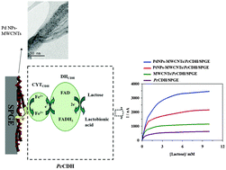 Graphical abstract: Direct electron transfer of Phanerochaete chrysosporium cellobiose dehydrogenase at platinum and palladium nanoparticles decorated carbon nanotubes modified electrodes