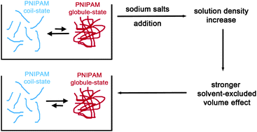Graphical abstract: On the effect of sodium salts on the coil-to-globule transition of poly(N-isopropylacrylamide)