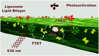 Graphical abstract: Triplet–triplet annihilation upconversion followed by FRET for the red light activation of a photodissociative ruthenium complex in liposomes