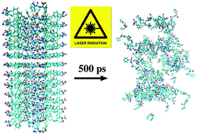 Graphical abstract: Picosecond melting of peptide nanotubes using an infrared laser: a nonequilibrium simulation study