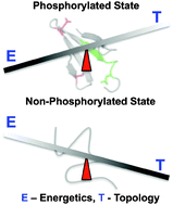 Graphical abstract: Energetic and topological determinants of a phosphorylation-induced disorder-to-order protein conformational switch