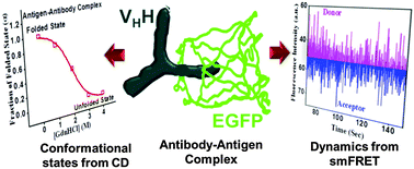 Graphical abstract: Fluorescence fluctuation of an antigen–antibody complex: circular dichroism, FCS and smFRET of enhanced GFP and its antibody