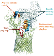Graphical abstract: Predicting long term cooperativity and specific modulators of receptor interactions in human transferrin from dynamics within a single microstate