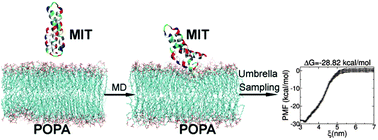 Graphical abstract: Insight into the adsorption profiles of the Saprolegnia monoica chitin synthase MIT domain on POPA and POPC membranes by molecular dynamics simulation studies