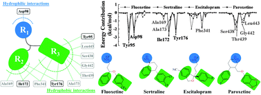 Graphical abstract: Identification of the inhibitory mechanism of FDA approved selective serotonin reuptake inhibitors: an insight from molecular dynamics simulation study