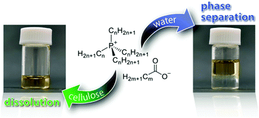 Graphical abstract: Effects of polarity, hydrophobicity, and density of ionic liquids on cellulose solubility