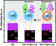 Graphical abstract: Luminescence turn-on/off sensing of biological iron by carbon dots in transferrin