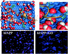 Graphical abstract: Graphene oxide inhibits hIAPP amyloid fibrillation and toxicity in insulin-producing NIT-1 cells