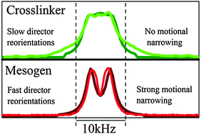 Graphical abstract: Deuteron NMR resolved mesogen vs. crosslinker molecular order and reorientational exchange in liquid single crystal elastomers