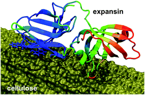 Graphical abstract: Molecular dynamics of the Bacillus subtilis expansin EXLX1: interaction with substrates and structural basis of the lack of activity of mutants
