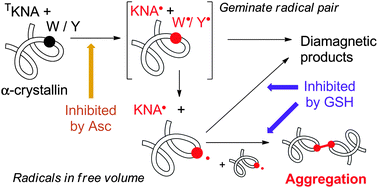 Graphical abstract: Aggregation of α-crystallins in kynurenic acid-sensitized UVA photolysis under anaerobic conditions