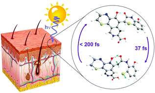 Graphical abstract: Theoretical insights into the photo-protective mechanisms of natural biological sunscreens: building blocks of eumelanin and pheomelanin