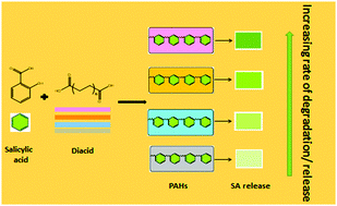 Graphical abstract: Physical insights into salicylic acid release from poly(anhydrides)