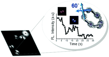 Graphical abstract: Direct observation of structural properties and fluorescent trapping sites in macrocyclic porphyrin arrays at the single-molecule level