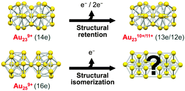 Graphical abstract: The electrooxidation-induced structural changes of gold di-superatomic molecules: Au23vs. Au25