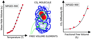 Graphical abstract: Free volumes and gas transport in polymers: amine-modified epoxy resins as a case study